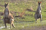 two wallabies standing in grassland