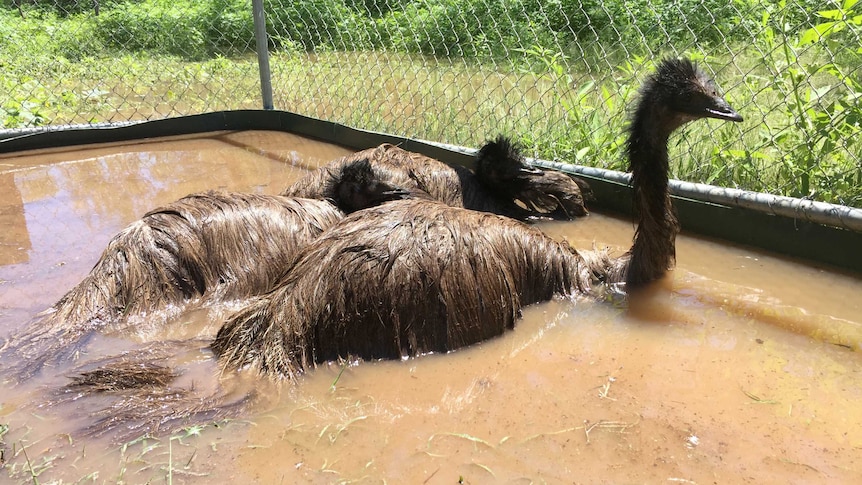 Two emus standing in water up to their necks in a caged enclosure.