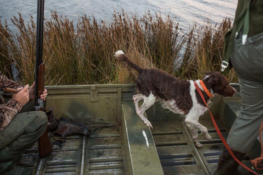 Hunting dog Astro restlessly jumps about the boat as he waits for the hunters to shoot a bird for him to fetch.