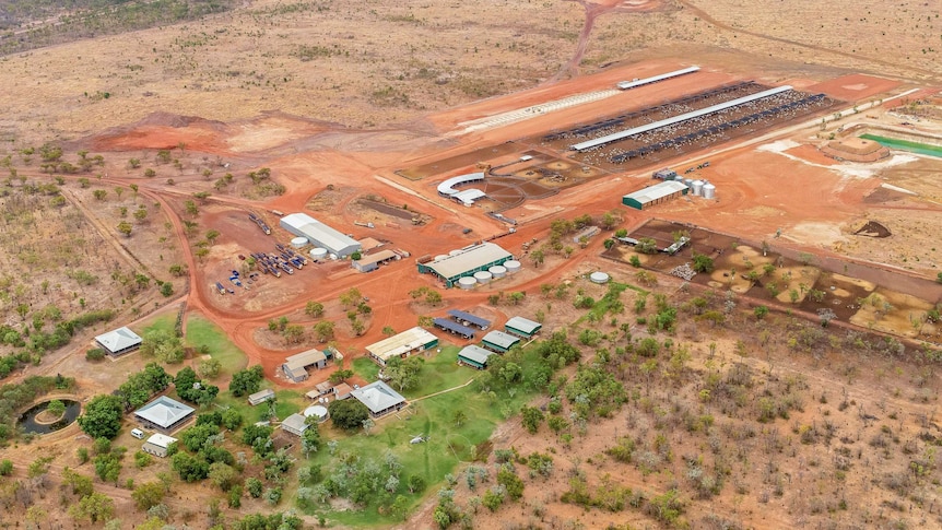 An aerial view of a station homestead and a cattle feedlot.