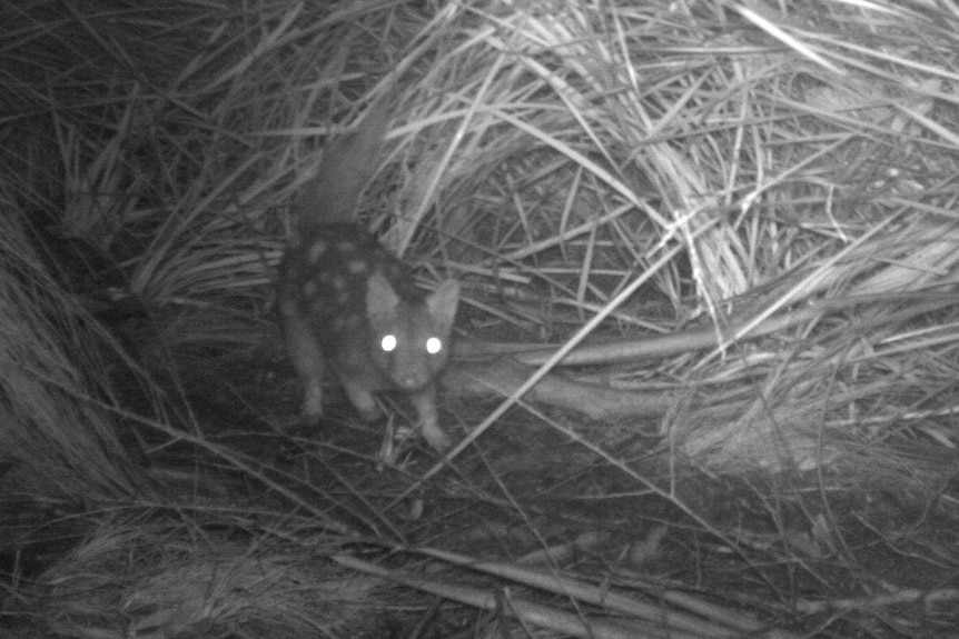 Eastern quoll