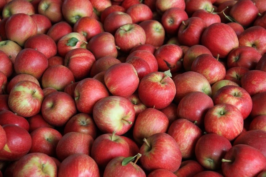 a bin of red apples