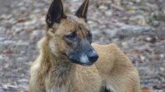 a black and brown skinned dingo on the beach