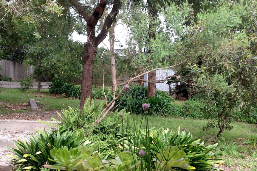 A large, green backyard in Melbourne.