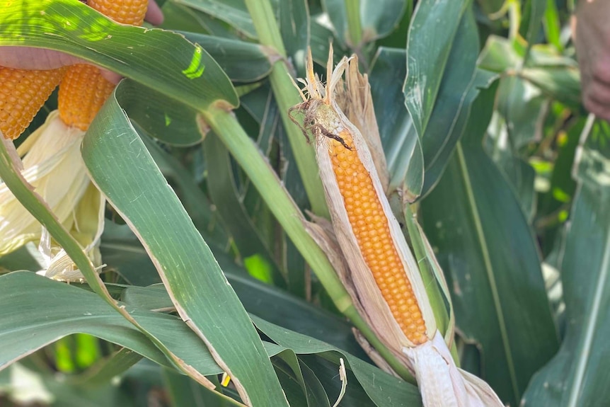 An ear of corn grows on the stalk.