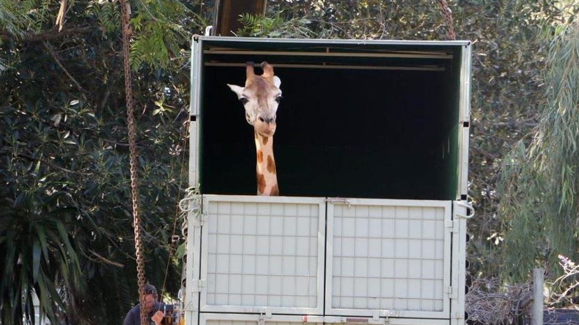 Eight-year-old female giraffe Asali the giraffe leaves Perth Zoo to join a herd in the open range Monarto Zoo in South Australia.