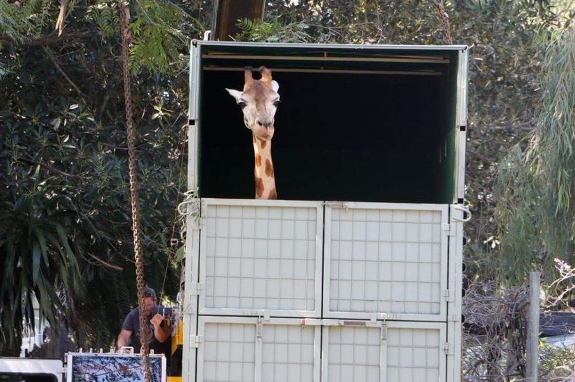 Eight-year-old female giraffe Asali the giraffe leaves Perth Zoo to join a herd in the open range Monarto Zoo in South Australia.