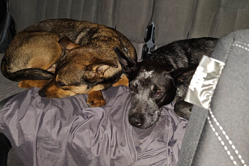 A photo of two dogs sleeping in the back seat of a car