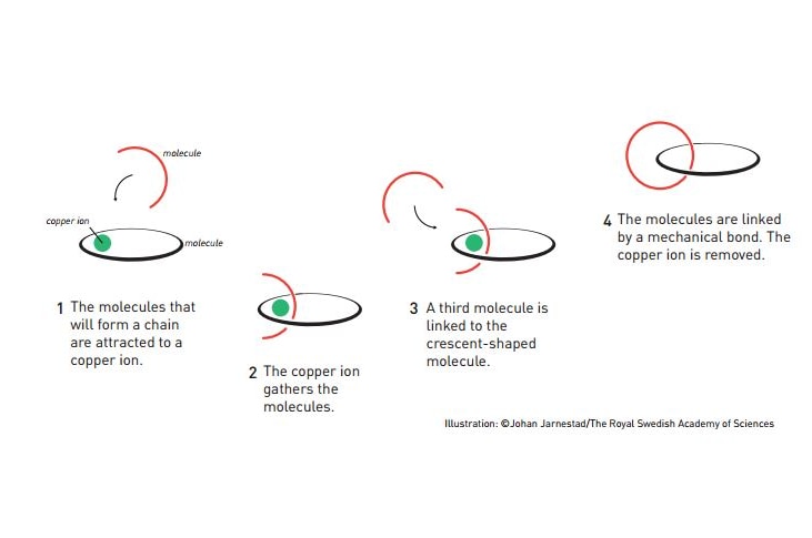 The molecular chain