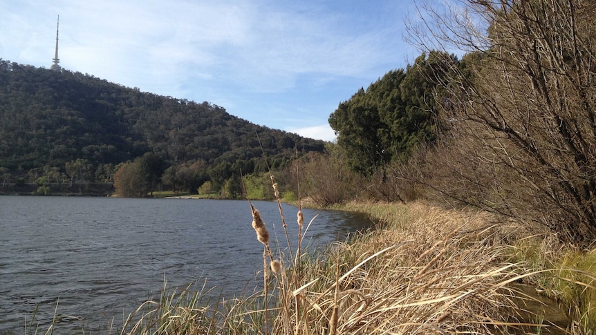 The site of a proposed slipway on Black Mountain Peninsula on the shores of Lake Burley Griffin in Canberra.