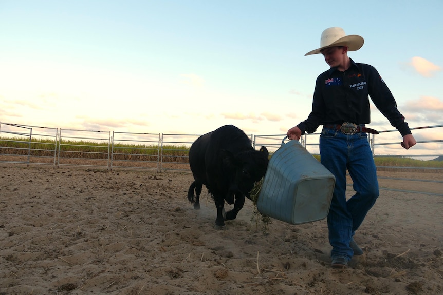 12 year old boy wearing cowboy hat feeds black mini bull feed out of a grey container with cane field behind him