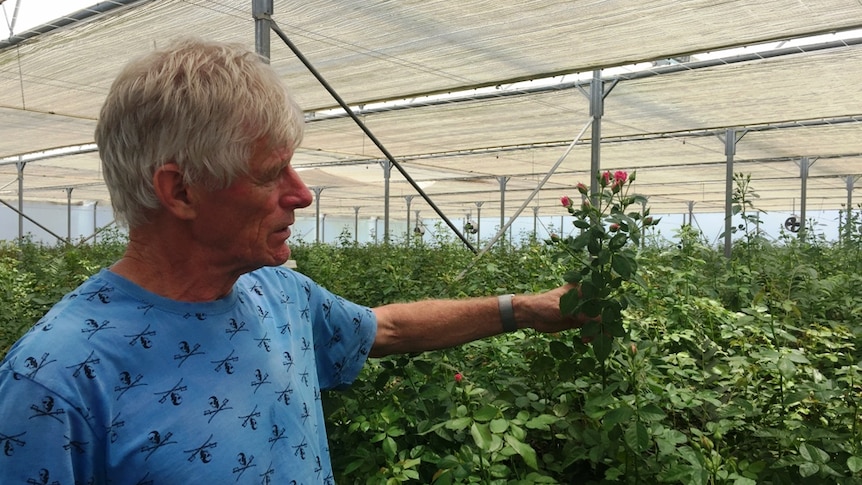 Derek Scholte standing in his greenhouse in front of his spray roses near Grantham.
