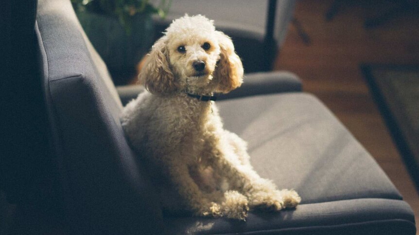 Poodle dog sitting on couch for story about adoption during coronavirus