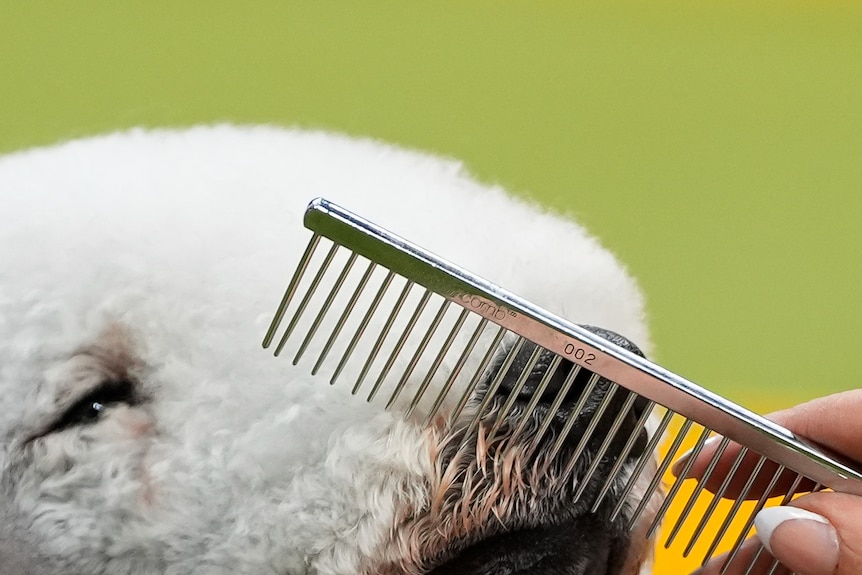 A dog is groomed with a fine toothed brush 