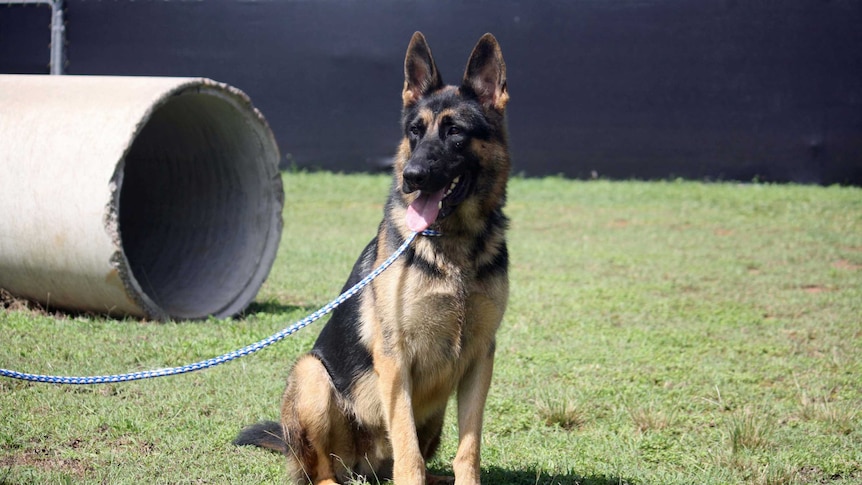 Northern Territory police dog