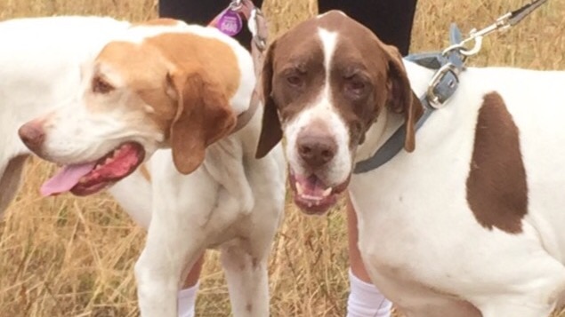 These nine-year-old English Pointer siblings have ended up with an adoption group in Tasmania due to relation breakdown