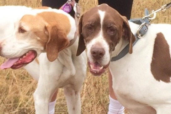 These nine-year-old English Pointer siblings have ended up with an adoption group in Tasmania due to relation breakdown