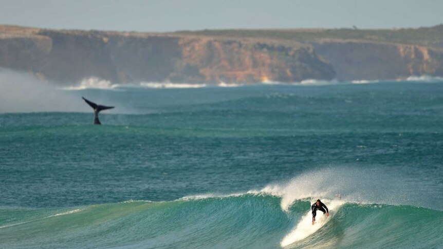 Warrnambool whale sighting