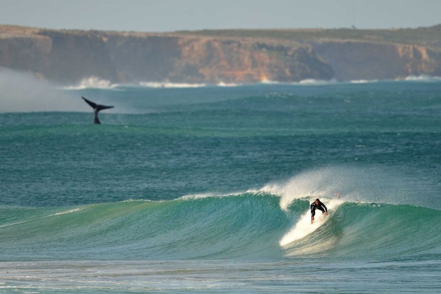 Warrnambool whale sighting