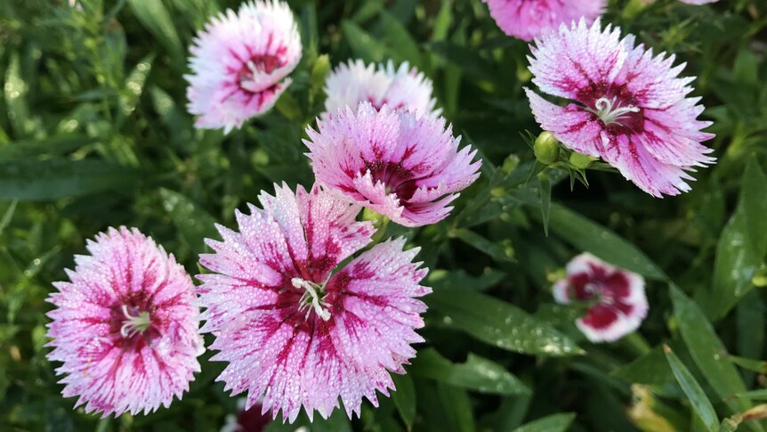 Light and dark pink dianthus flowers with dew on their petals.