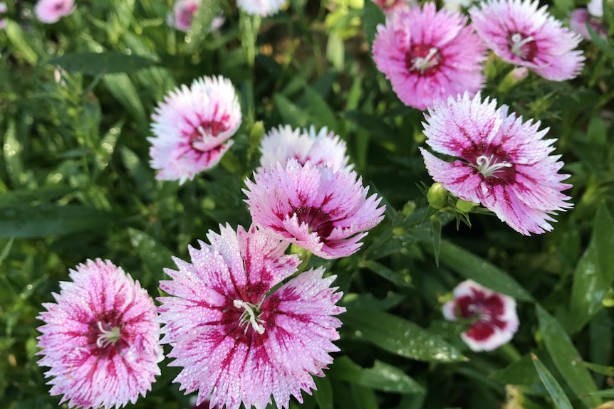 Light and dark pink dianthus flowers with dew on their petals.