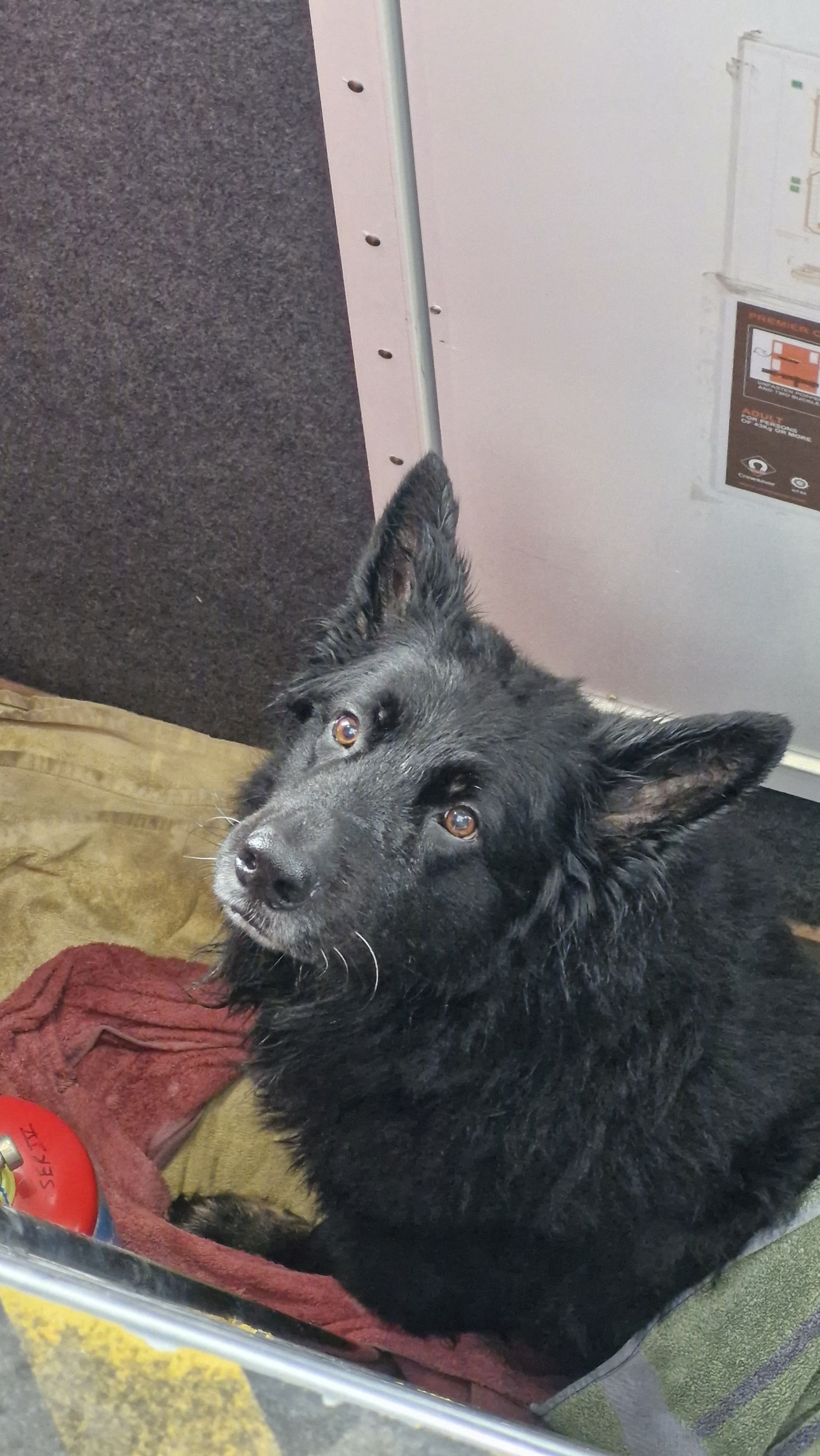 Shaggy dog tale as Bruce rescued after being blown out to sea in kayak