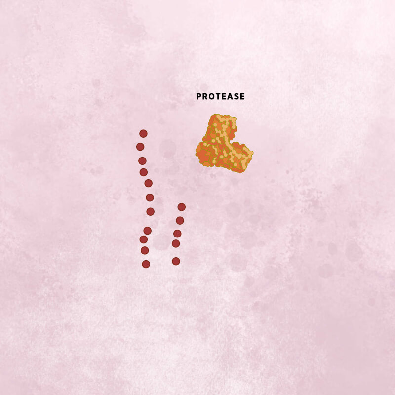 An orange coronavirus protease next to individual brown viral proteins released from their chain.