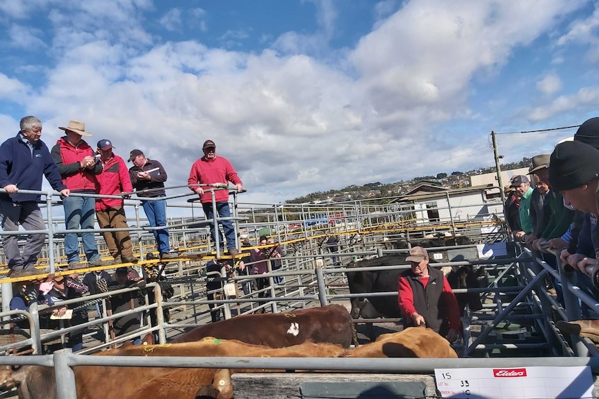 farmers gather around a pen of cattle at a livestock sale
