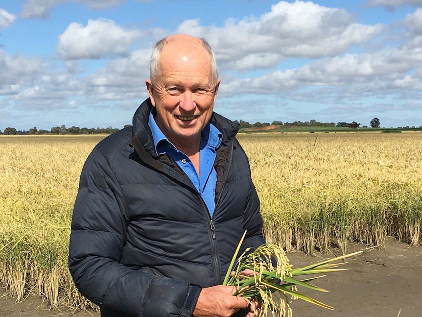 A man standing in a gold and green rice crop smiling.