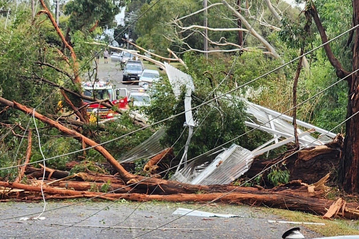 A fallen tree crushes powerlines on a road. 