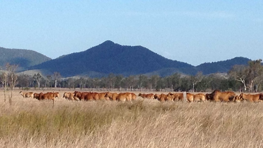 Bajool Bovine Johnes property