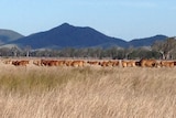 Cattle at Bajool