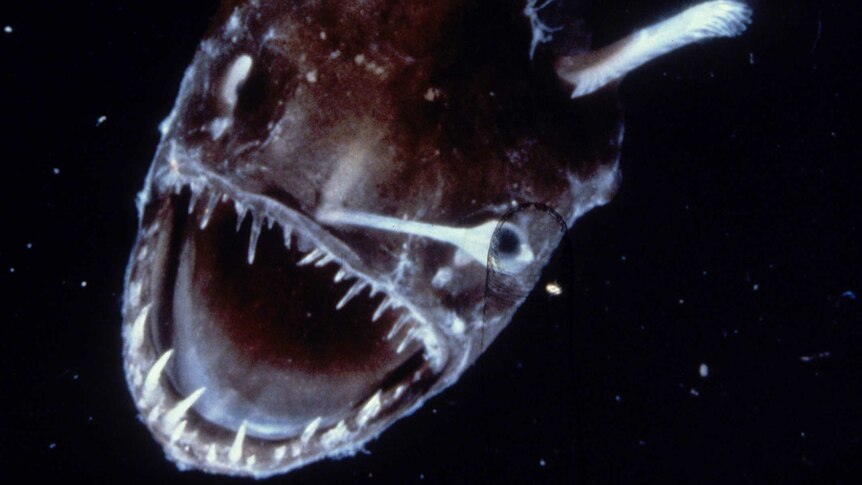 Angler fish