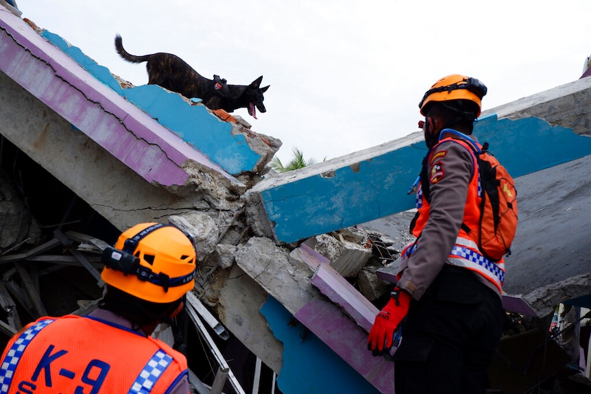 Rescuers use a sniffer dog during a search operation at the ruins of a building collapsed in Friday's earthquake.