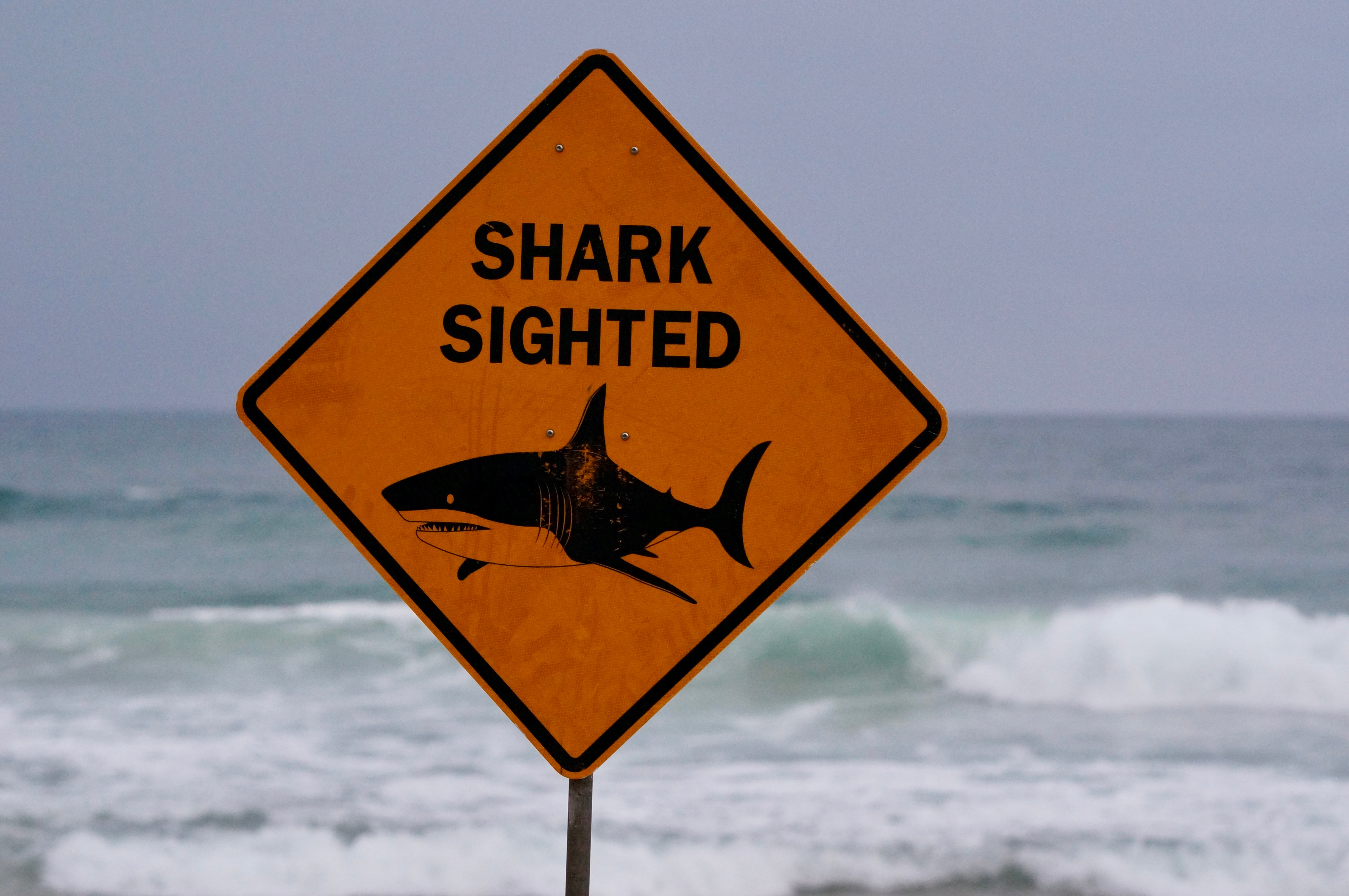 A sign reading shark sighted at a beach in Manly.