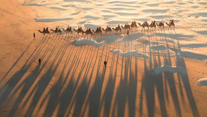 Long shadows cast by a line of about 15 camels along the sand.