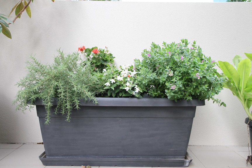 A collection of plants in a pot on a balcony