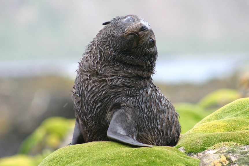 Sub-Antarctic fur seal pups 2004 
