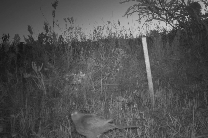 A black and white image of bushland with a small parrot on the ground.