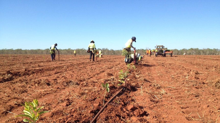 Sandalwood planting