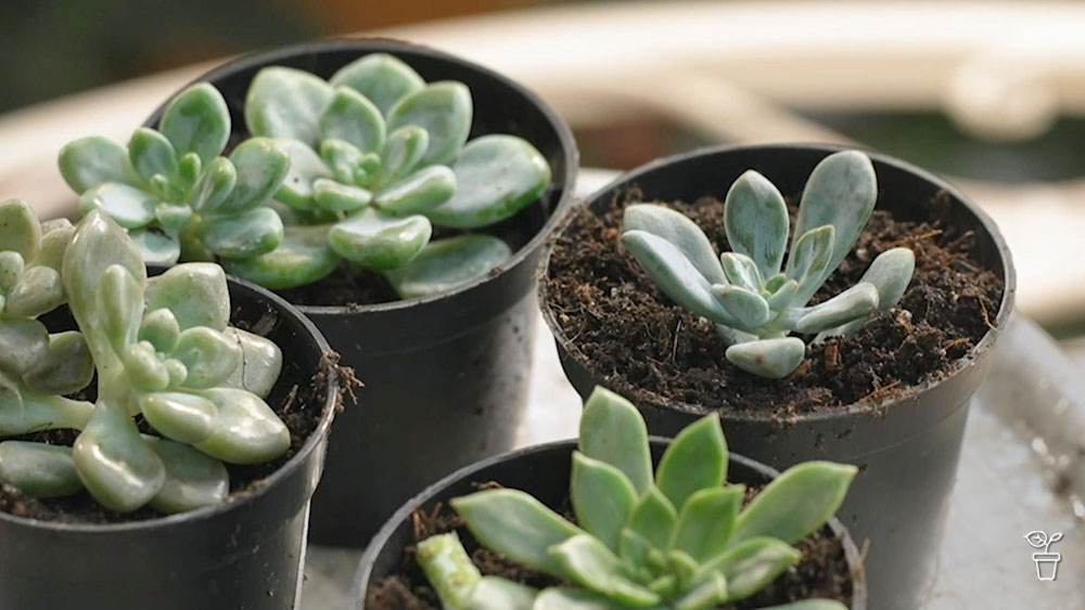 indoor plant potting mix Indoor Soil – Tropical Plants of Florida main image 0