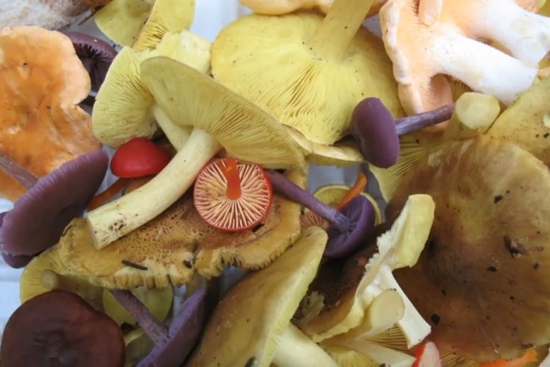 A close shot of differently shaped and brightly coloured mushrooms - red, purple, yellow, orange and white - from above.