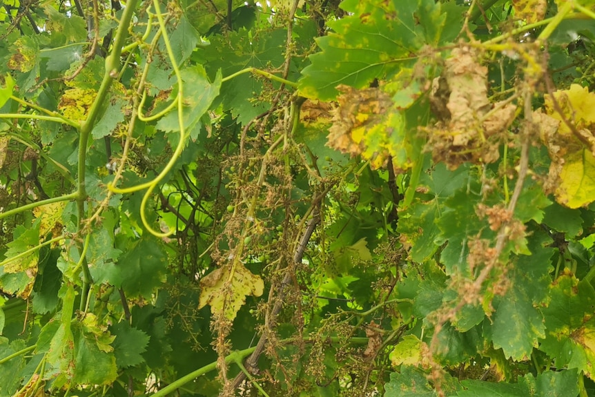 Dried grapes hang from vines