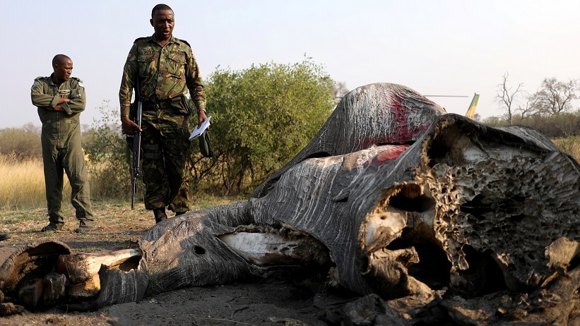 Colonel George Bogatsu of Botswana Defence Force (BDF) reacts as he inspects the carcass of an elephant.