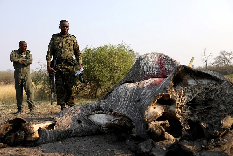 Colonel George Bogatsu of Botswana Defence Force (BDF) reacts as he inspects the carcass of an elephant.