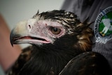 wedge-tailed eagle