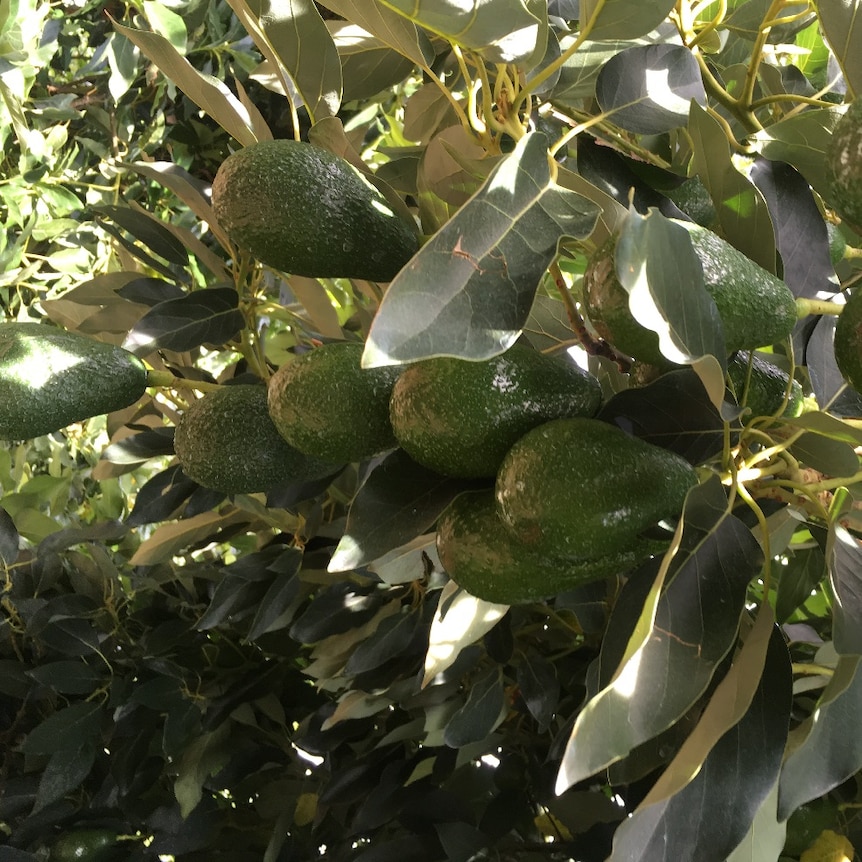 Green avocados hanging from tree