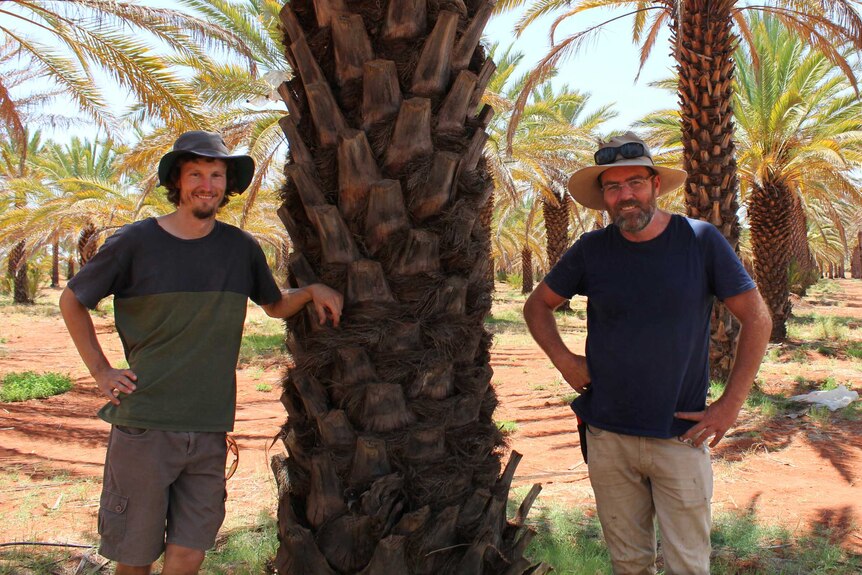 Two men standing either side of a date palm in a date orchard.