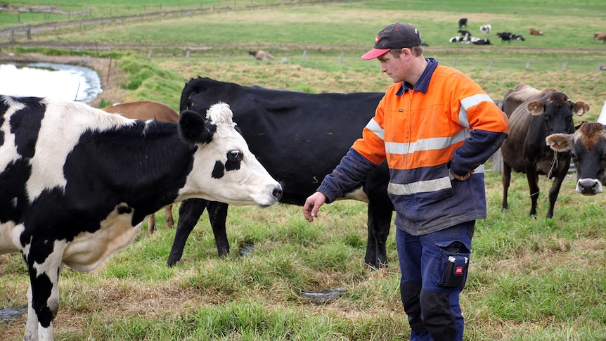 Picture of Michael in paddock wearing a fluorescent orange shirt. He has his hand extended and a cow is sniffing his hand.