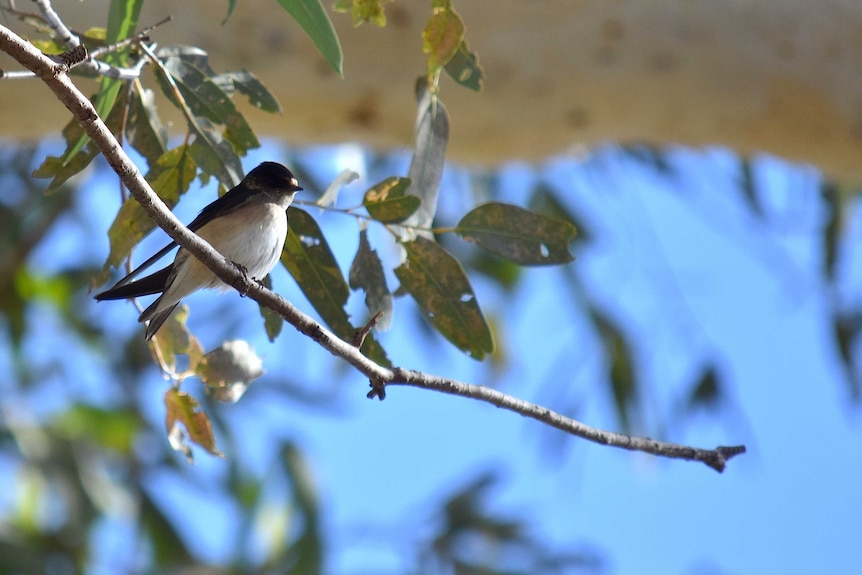 A black and white bird sits on a small branch high in a tree